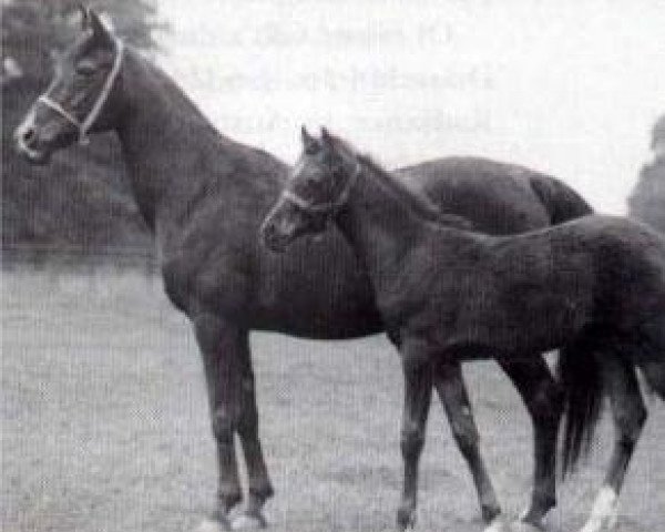 broodmare Selima 1908 ox (Arabian purebred, 1908, from Astraled 1900 ox)