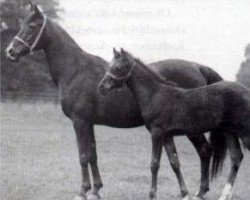 broodmare Selima 1908 ox (Arabian purebred, 1908, from Astraled 1900 ox)
