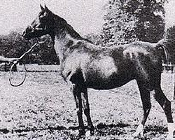 broodmare Star of the Hills 1927 ox (Arabian purebred, 1927, from Raswan 1921 ox)