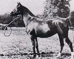 broodmare Star of the Hills 1927 ox (Arabian purebred, 1927, from Raswan 1921 ox)