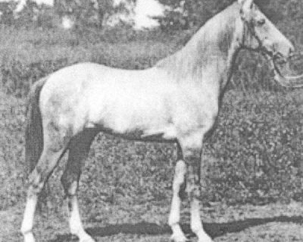stallion Mersuch 1898 DB (Arabian purebred, 1898, from Desert arabian)