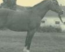 broodmare Brda ox (Arabian purebred, 1934, from Mersuch II 1927 ox)