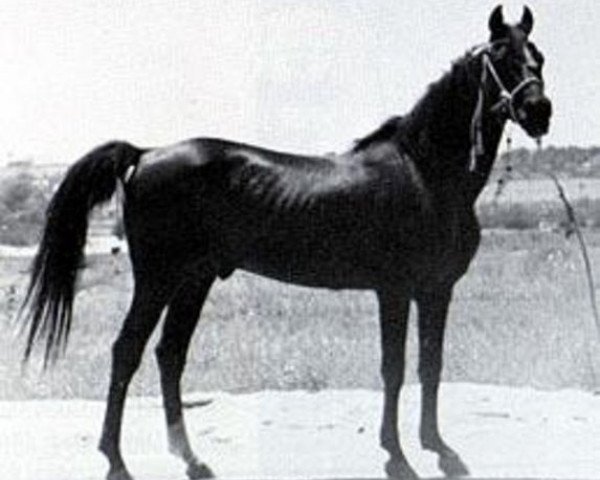 stallion Nejran 1891 ox (Arabian purebred, 1891, from Azrek 1881 DB)