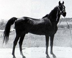 stallion Nejran 1891 ox (Arabian purebred, 1891, from Azrek 1881 DB)