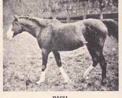 broodmare Rish 1903 ox (Arabian purebred, 1903, from Nejran 1891 ox)
