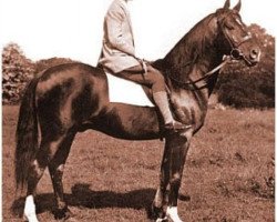 stallion Radi 1925 ox (Arabian purebred, 1925, from Rishan 1922 ox)