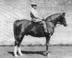 stallion Bright Shadow 1948 ox (Arabian purebred, 1948, from Radi 1925 ox)