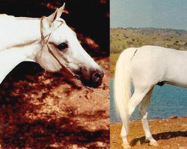 stallion Nabor 1950 ox (Arabian purebred, 1950, from Negatiw 1945 ox)