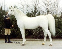 stallion Dardir 1959 ox (Arabian purebred, 1959, from Nabor 1950 ox)