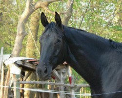 jumper Divajio (Hanoverian, 2004, from Don Frederico)
