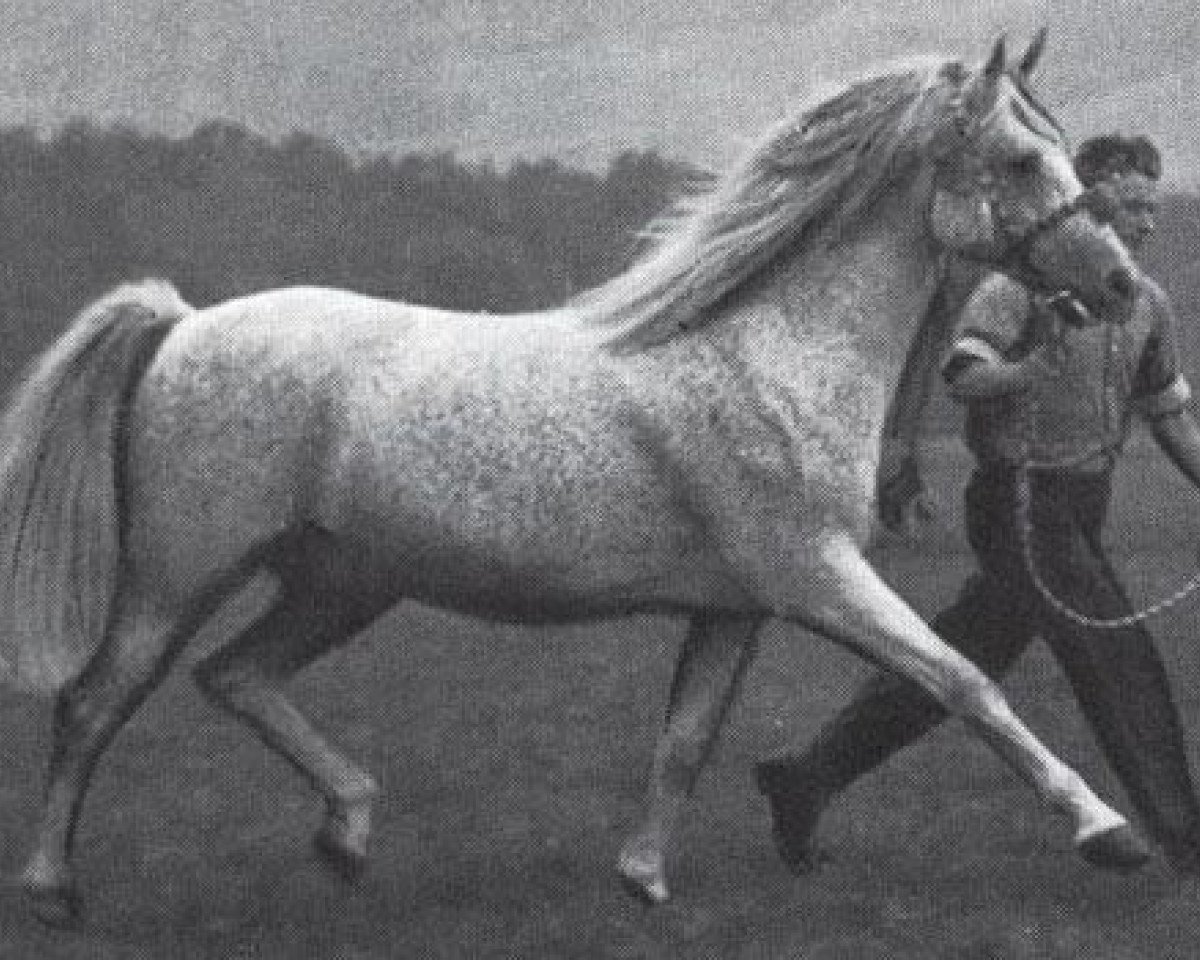 stallion Comet 1953 ox (Arabian purebred, 1953, from Abu Afas 1947 ox)