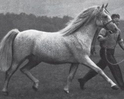 stallion Comet 1953 ox (Arabian purebred, 1953, from Abu Afas 1947 ox)