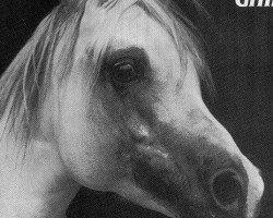 stallion Ghibli ox (Arabian purebred, 1966, from Ludo ox)