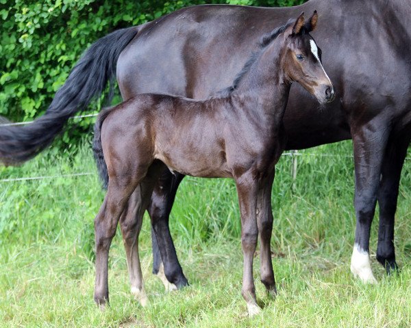 horse Ibiza Sun (Hanoverian, 2022, from Asgard's Ibiza)