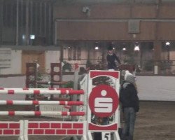 Springpferd Arkus 19 (KWPN (Niederländisches Warmblut), 2005, von Concorde)