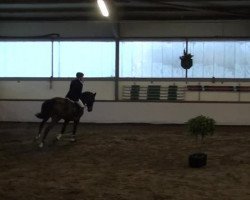 Cheval Miss Zento (KWPN (Sang chaud néerlandais), 2008, de Zento)
