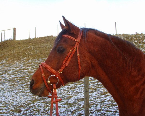 horse Shahron ox (Arabian purebred, 1989, from Baron of Tersk ox)