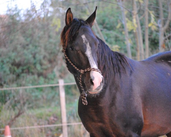 horse Aragon Monpelou ox (Arabian purebred, 2010, from Baron of Tersk ox)