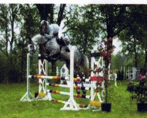 jumper Callboy (Oldenburg show jumper, 2003, from Conterno Grande)