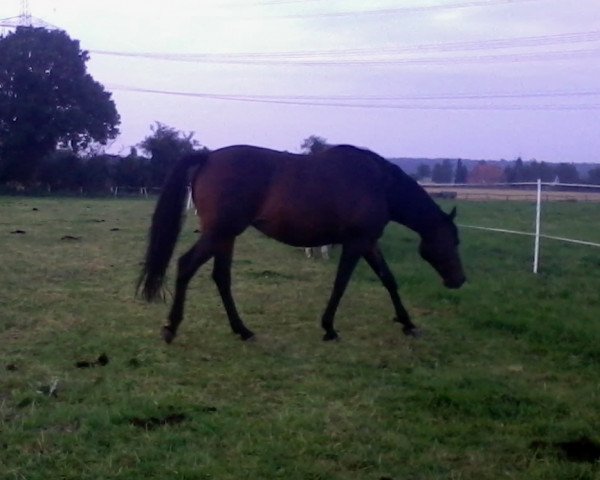 broodmare Quite Anette (Oldenburg show jumper, 2003, from Quite Easy I)