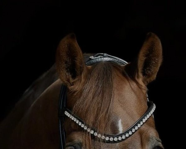 dressage horse Fuerst For Me (Rhinelander, 2013, from Fürst Piccolo)