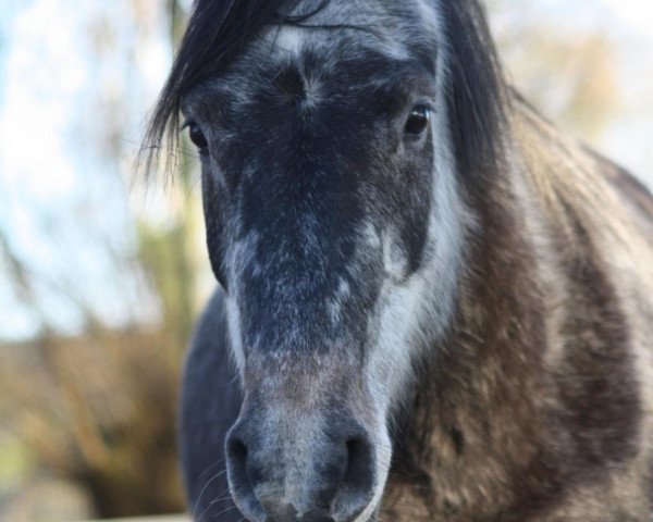 Zuchtstute Marcy (Deutsches Reitpony, 2008, von Nacromancer inthe dark)