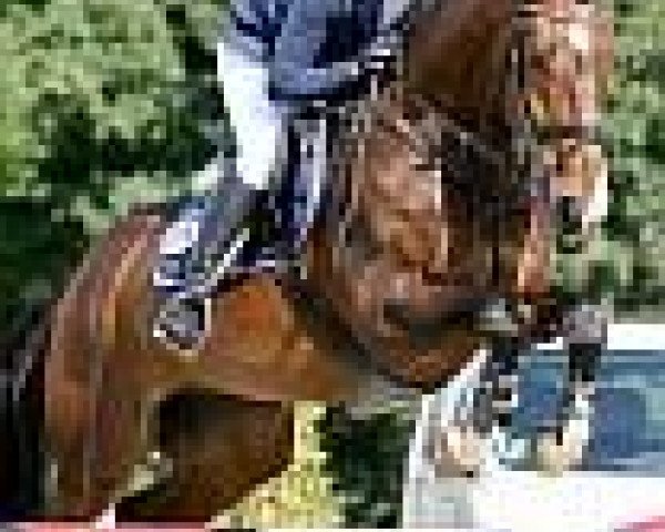 dressage horse Fifikus Z (Rhinelander, 2002, from Fidermark)
