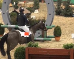 jumper Hurricane 29 (Hessian Warmblood, 2002, from Heraldik xx)