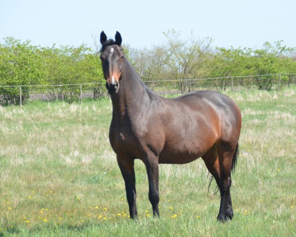 Zuchtstute Adele (Hannoveraner, 2004, von Acorado I)