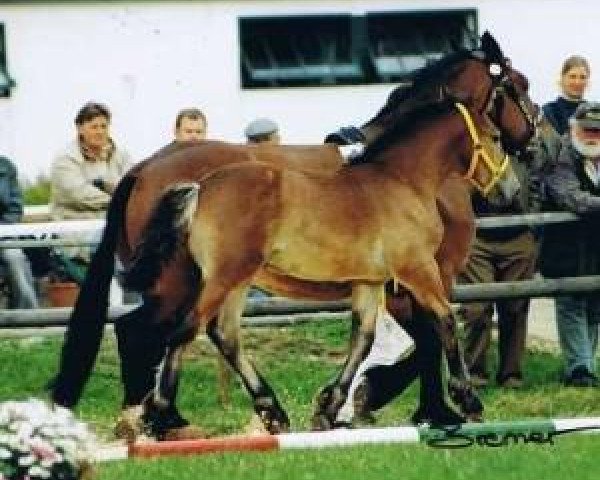 broodmare Erle (Rhenish-German Cold-Blood, 1997, from Eichberg III)