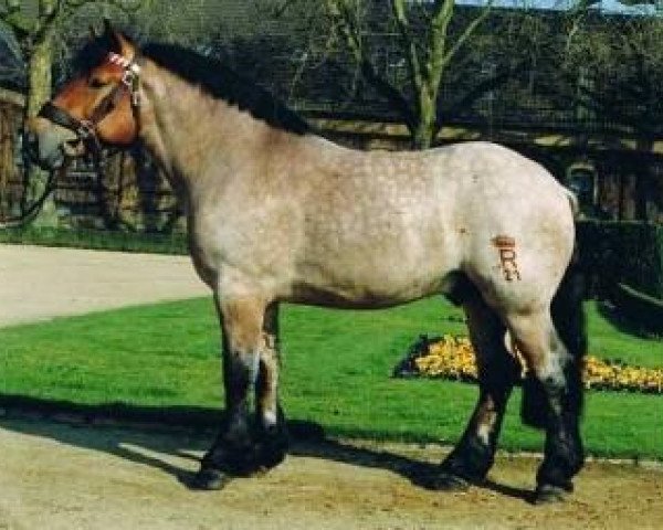 Deckhengst Erftländer (Rheinisch-Deutsches Kaltblut, 1996, von Eichberg III) Deckhengst Erftländer (Rheinisch-Deutsches Kaltblut, 1996, von Eichberg III)
