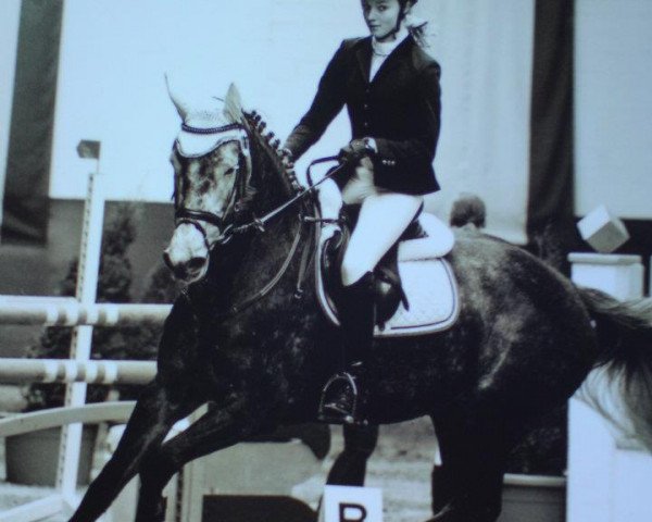 broodmare Cassiopaya 8 (Westphalian, 2006, from Calido I)