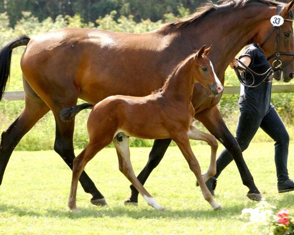 broodmare Tosca B (Oldenburg, 1996, from Lagoheidor G)