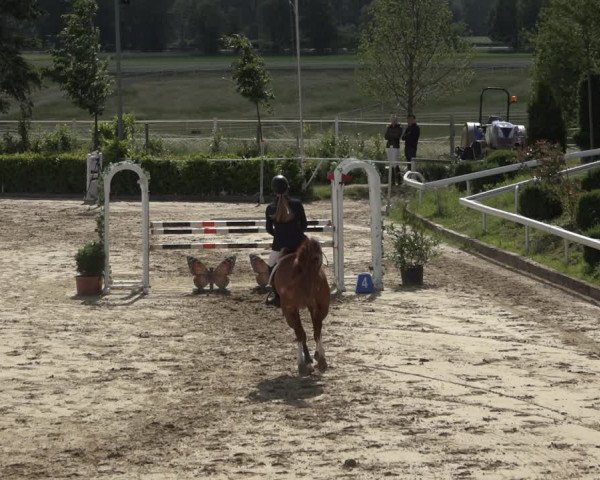 Reitturnier Bornheim-Widdig 2022