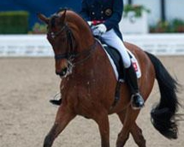 dressage horse Andretti H (Hanoverian, 1995, from Aarking xx)