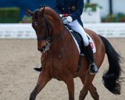 dressage horse Andretti H (Hanoverian, 1995, from Aarking xx)