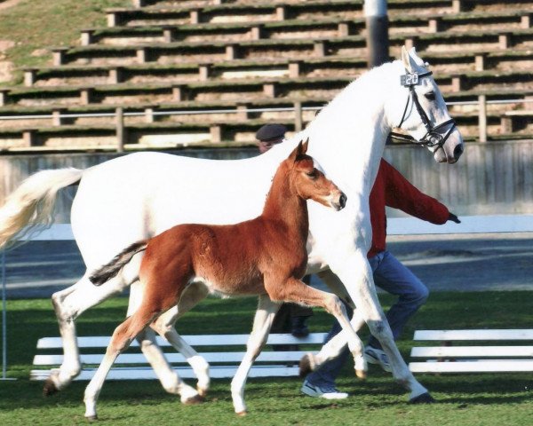 Springpferd Checker 27 (Oldenburger, 2005, von Chico's Boy)