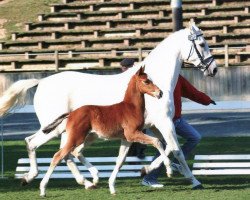 Springpferd Checker 27 (Oldenburger, 2005, von Chico's Boy)