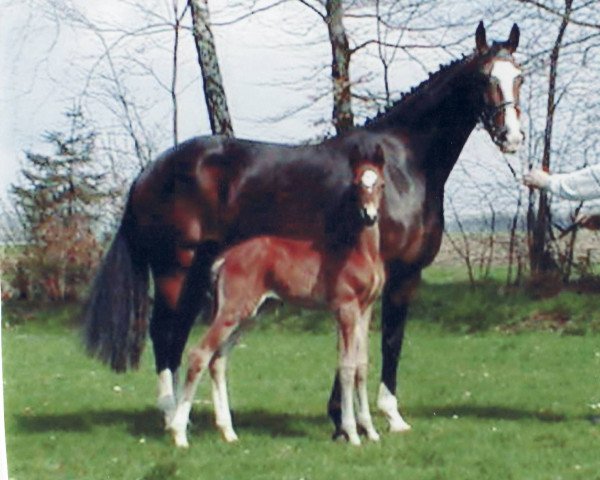 stallion Dream Classic (Oldenburg, 2001, from Dream of Love)