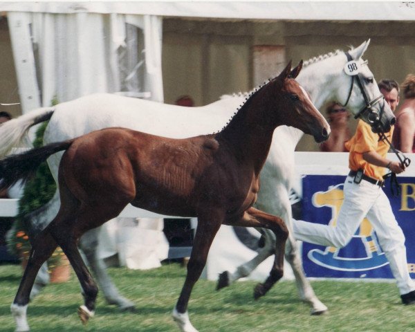 Springpferd Con Joy (Oldenburger, 2003, von Con Capitol)