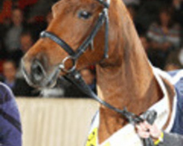 Avlshoppe April Sun (Hannoveraner, 1993, fra Argentinus)