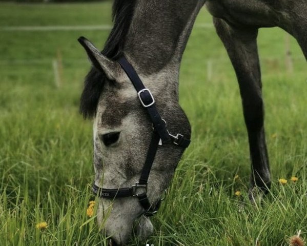 Springpferd Hilly White (Oldenburger Springpferd, 2017, von HICKSTEAD WHITE)