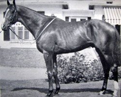 stallion Nelcius xx (Thoroughbred, 1963, from Tenareze xx)