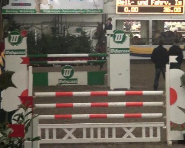 Springpferd Aristocratico (KWPN (Niederländisches Warmblut), 2005, von Berlin)