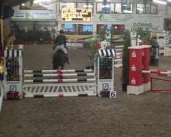 Springpferd Flip Easy (Schwedisches Warmblut, 2008)