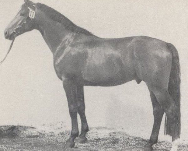 Deckhengst Gonfaron (Westfale, 1979, von Goldlack I)