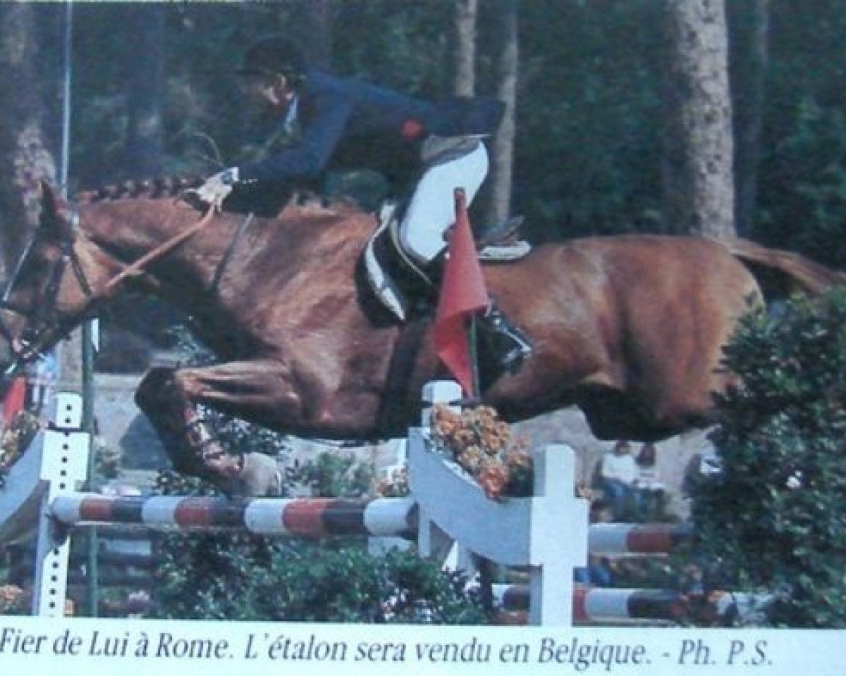 Deckhengst Fier de Lui Z (Selle Français, 1971, von Rantzau xx)