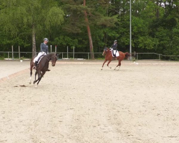 Reitturnier Leingarten 2022
