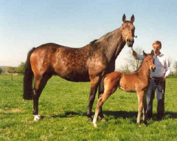 broodmare Texas (Holsteiner, 1981, from Carneval)