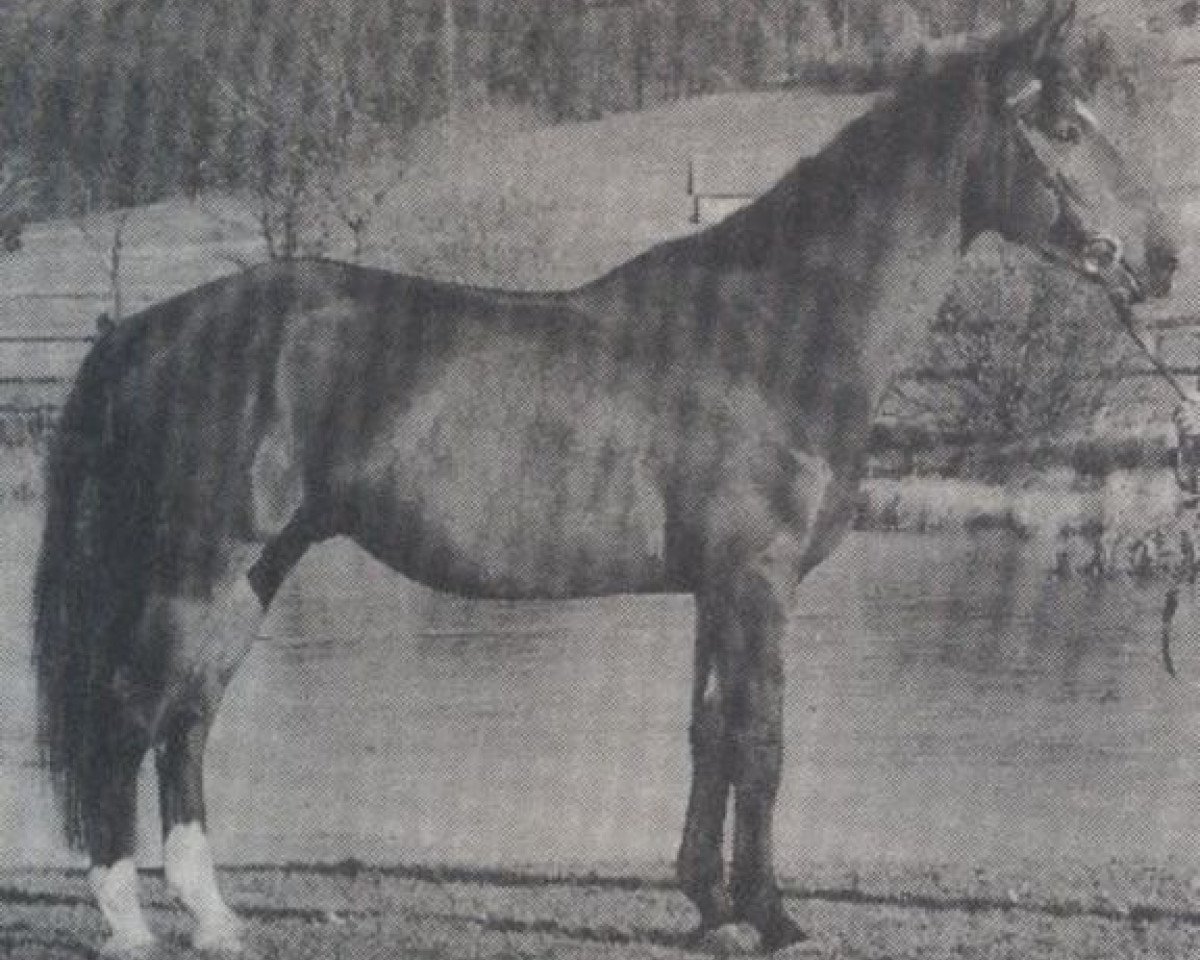 Deckhengst Rassenstein (Bayer, 1983, von Rasso)